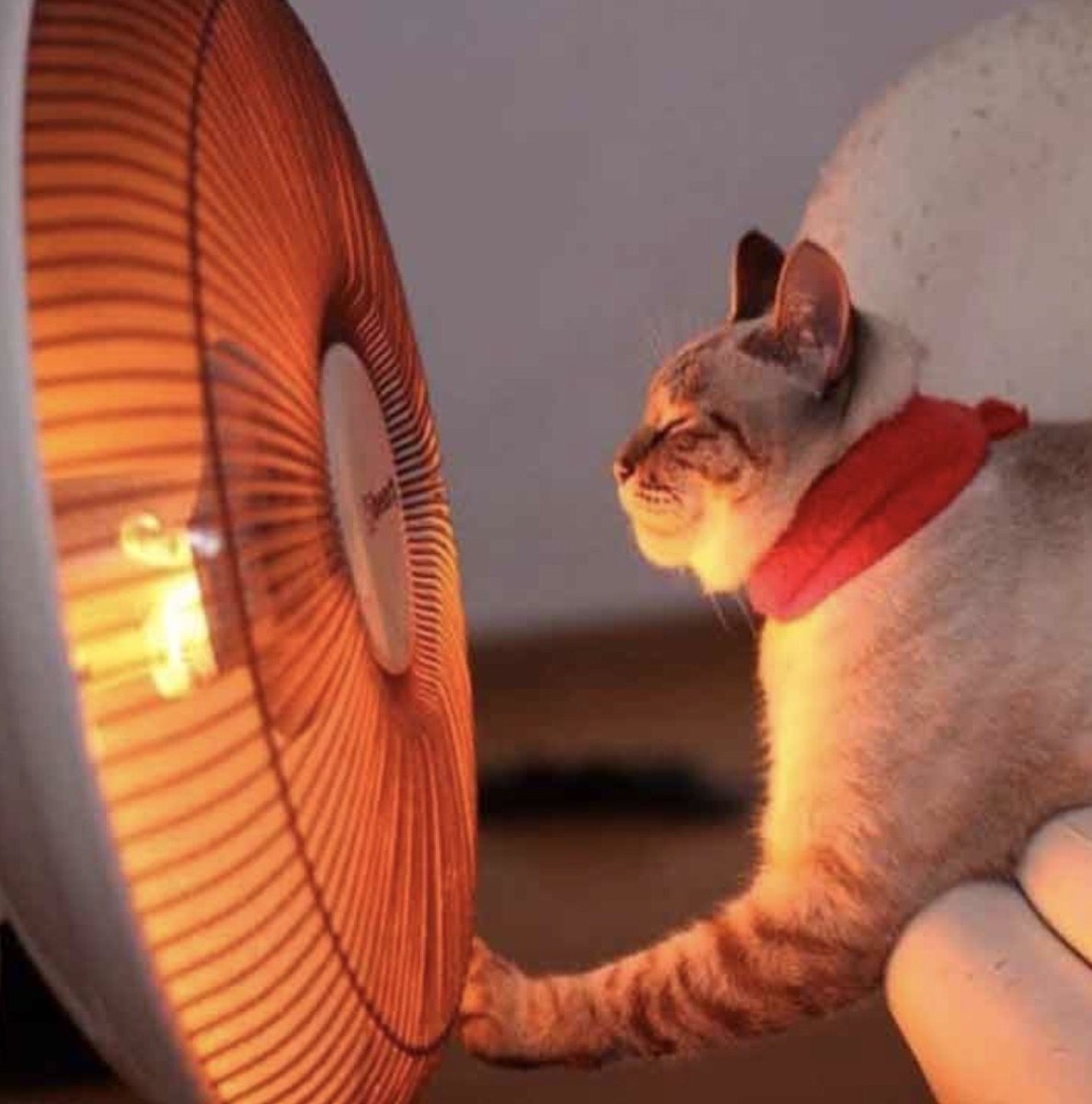 Кот и вентилятор