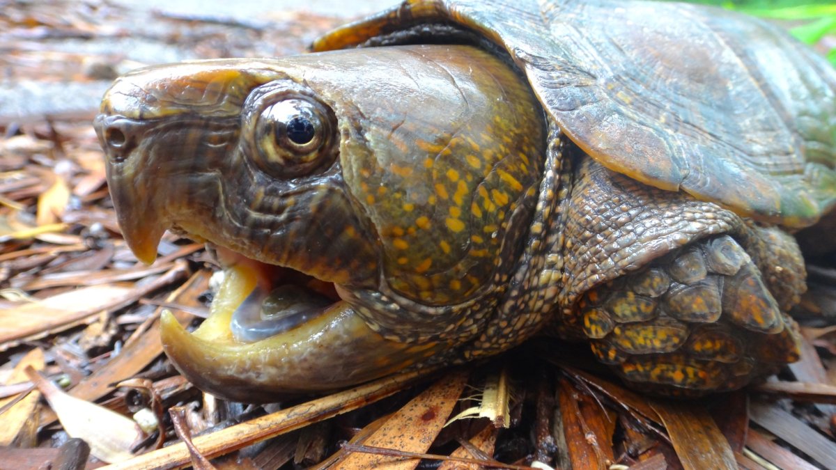 Большеголовая черепаха