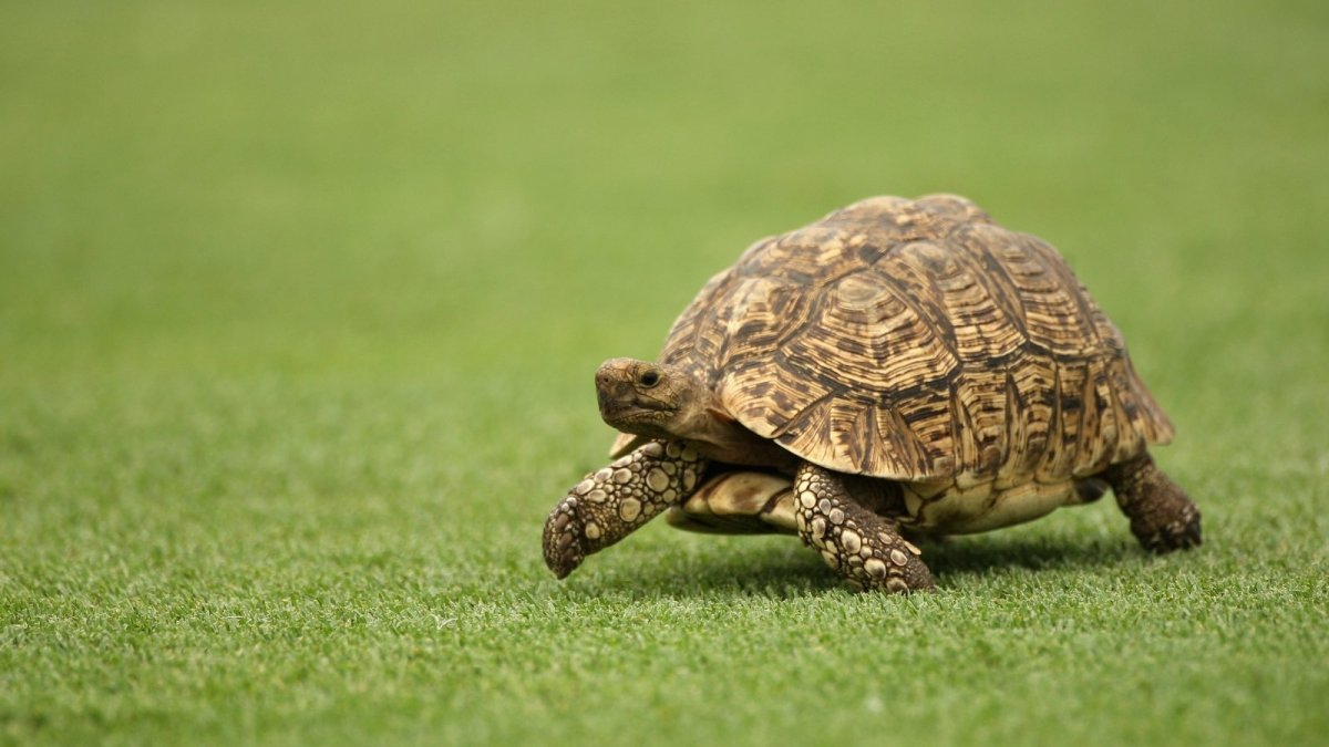 Мускусная черепаха