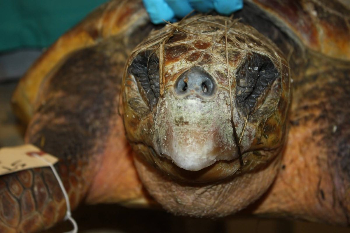 Клюв у черепахи сухопутной