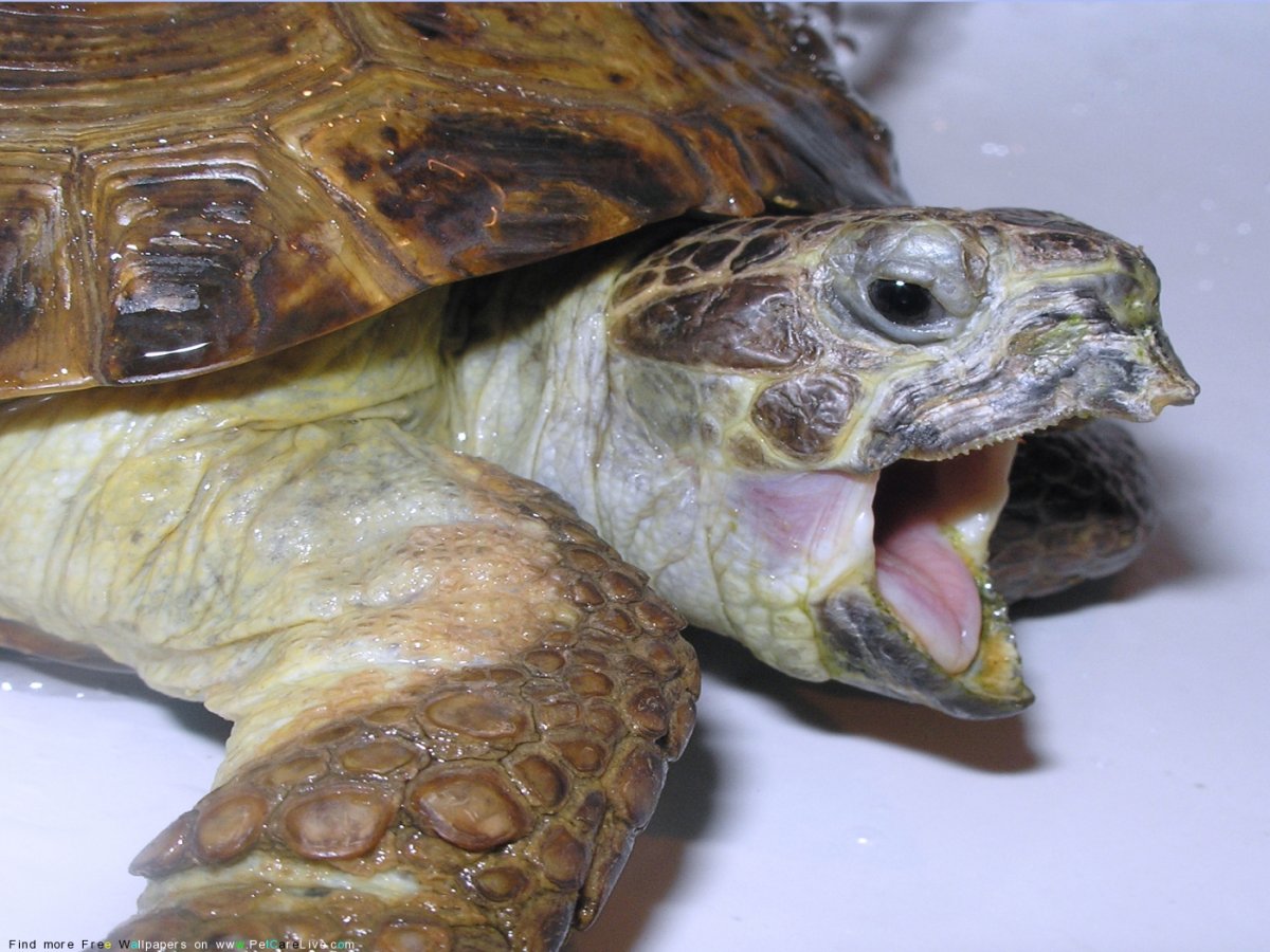 Красноухая черепаха зевает