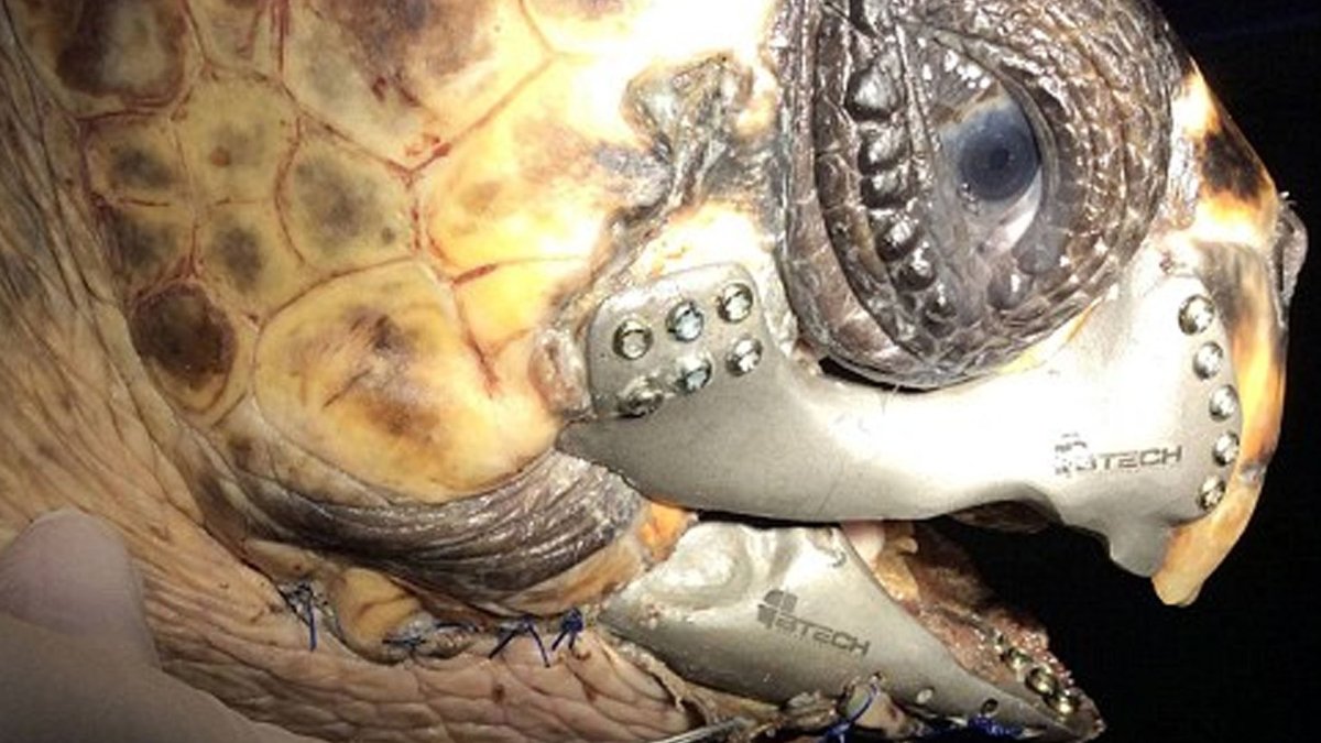 Окаймлённая сухопутная черепаха