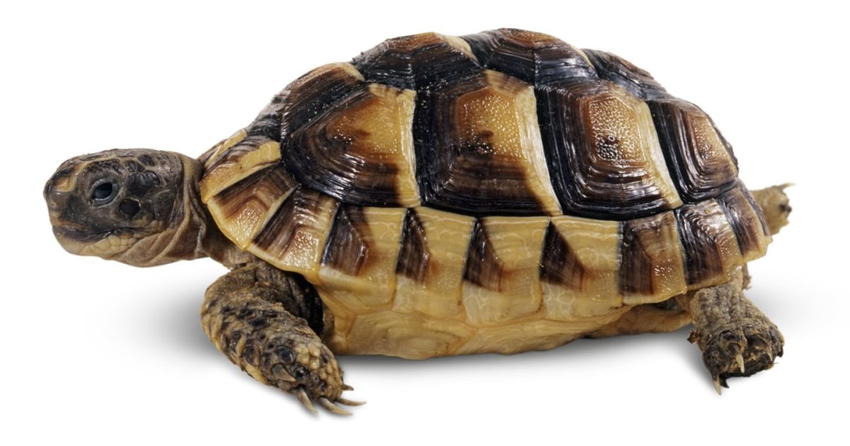 Средиземноморская черепаха рисунок