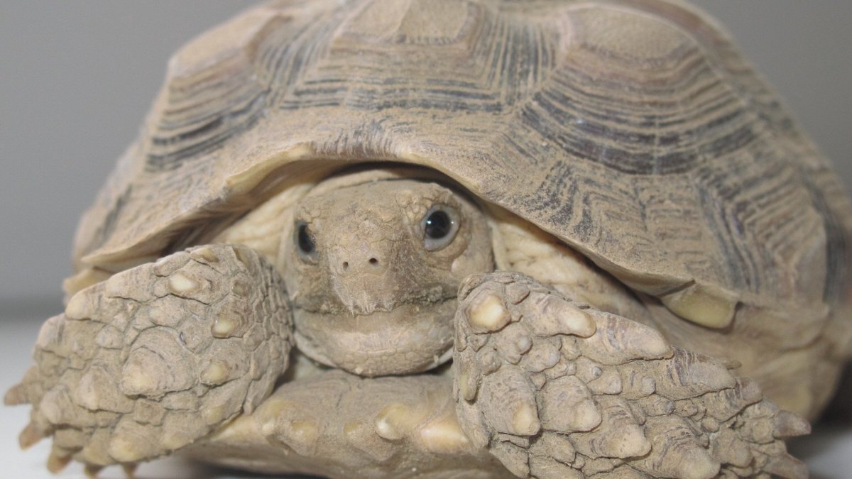 Красноухая черепаха