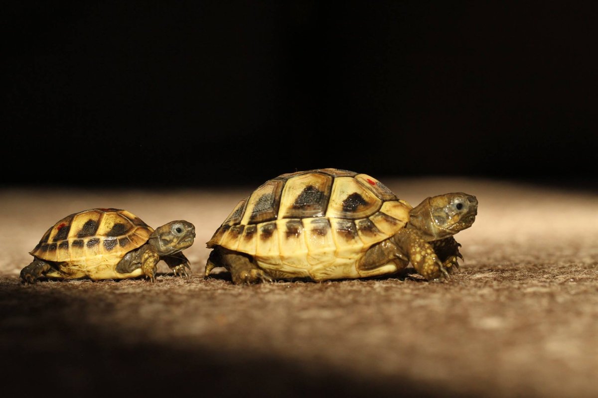 Балканская сухопутная черепаха