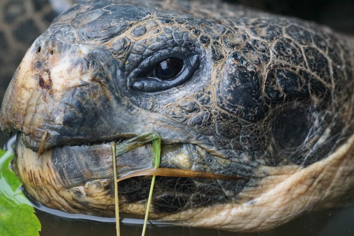 Черепашьи глаза