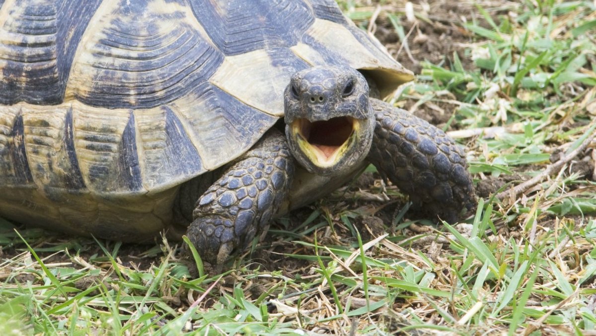 Красноухая черепаха