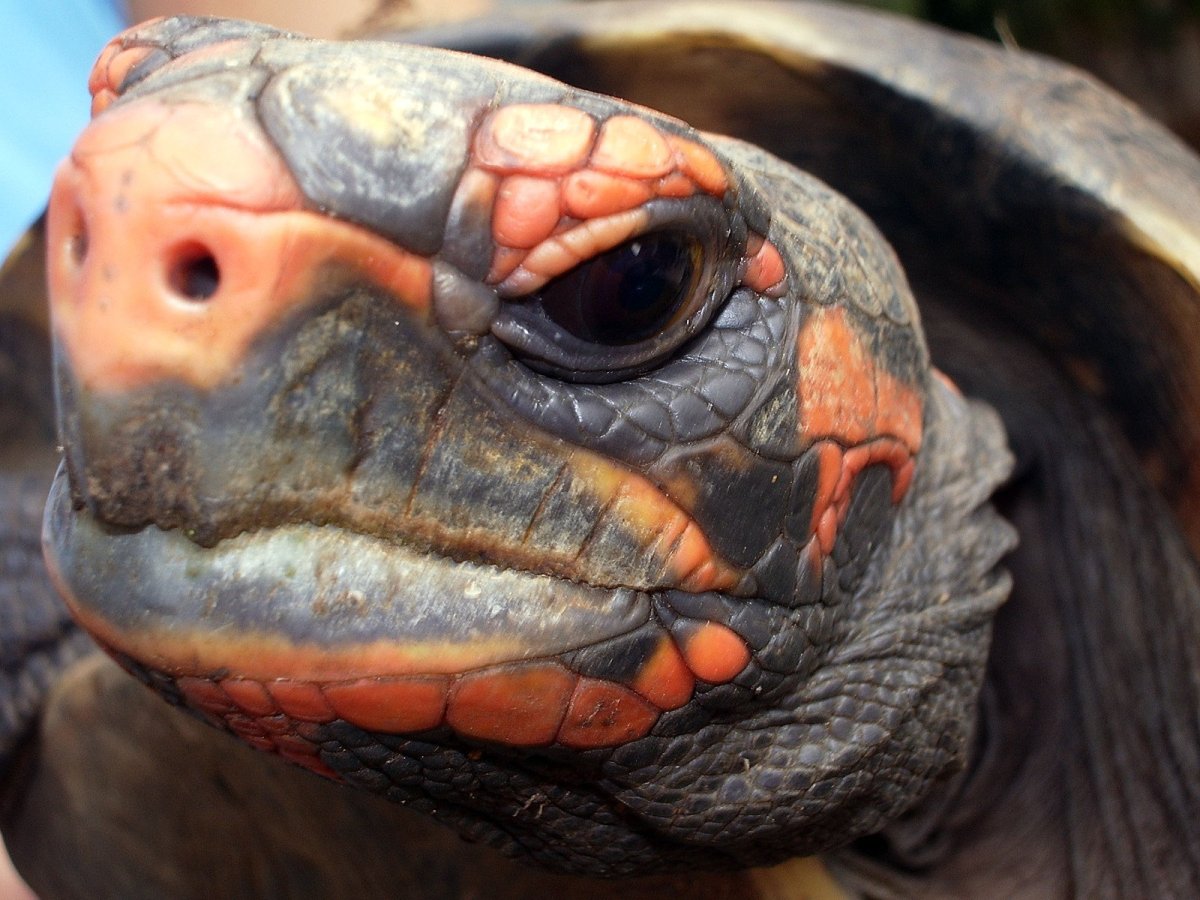 Трехголовые черепахи