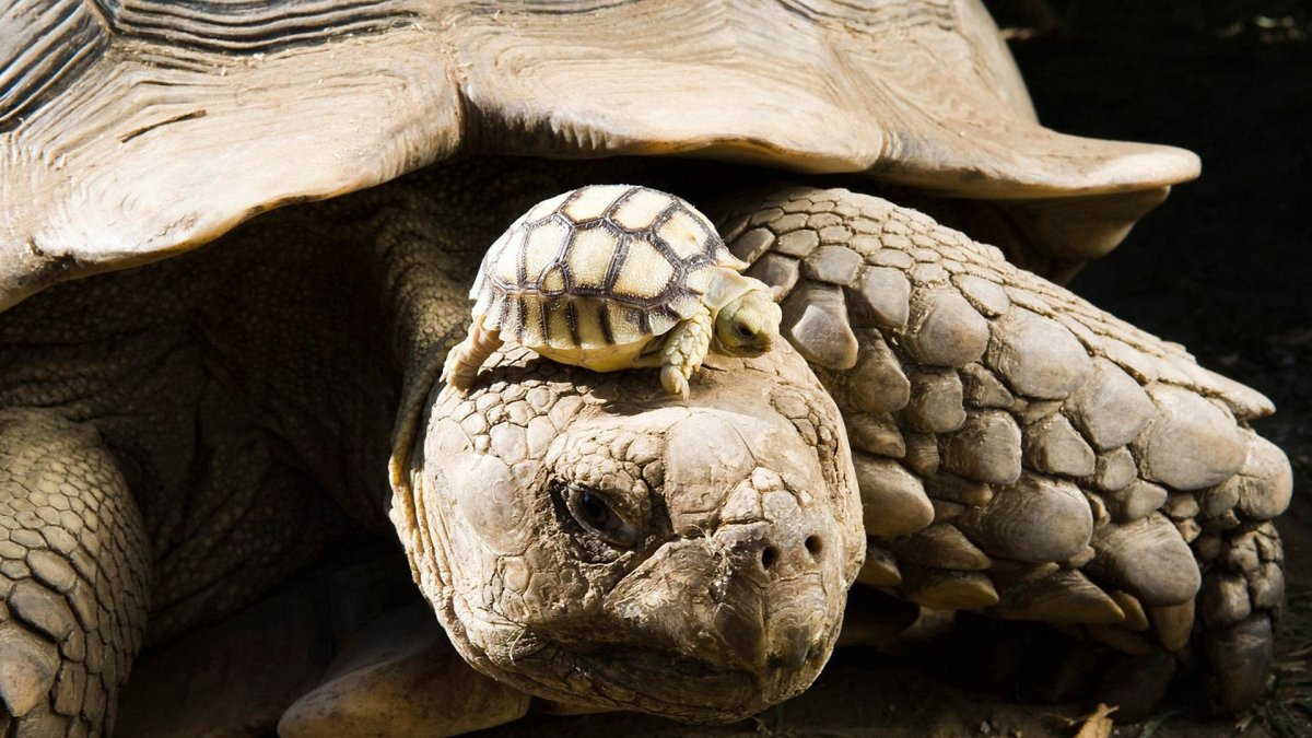 Панцирь гигантской черепахи