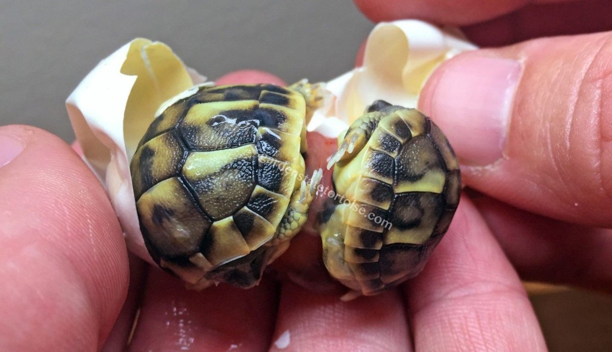 Черепахи список видов черепах