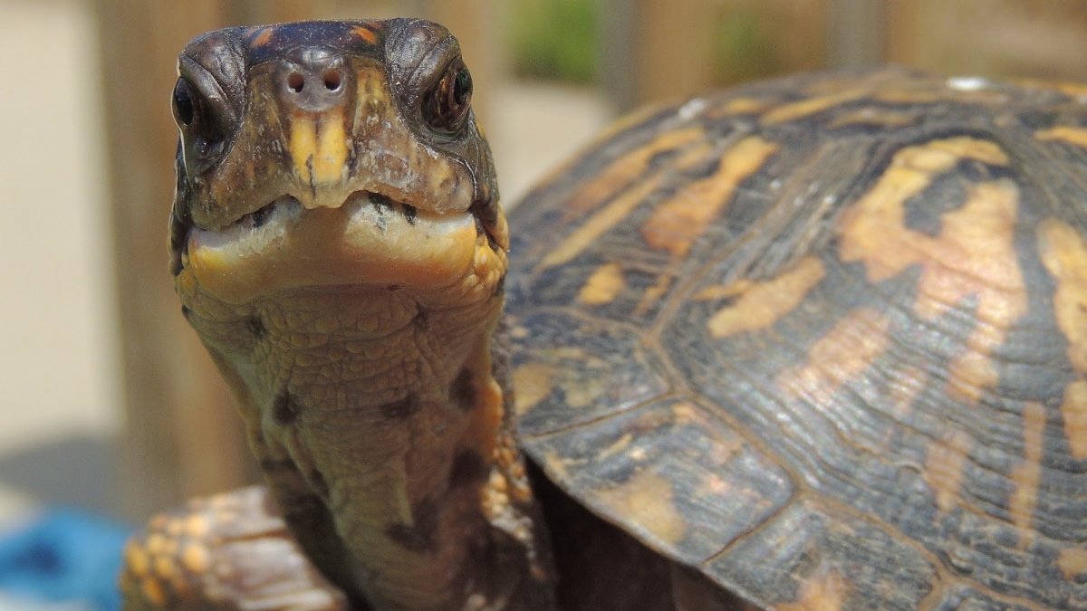 Желтоухие черепахи