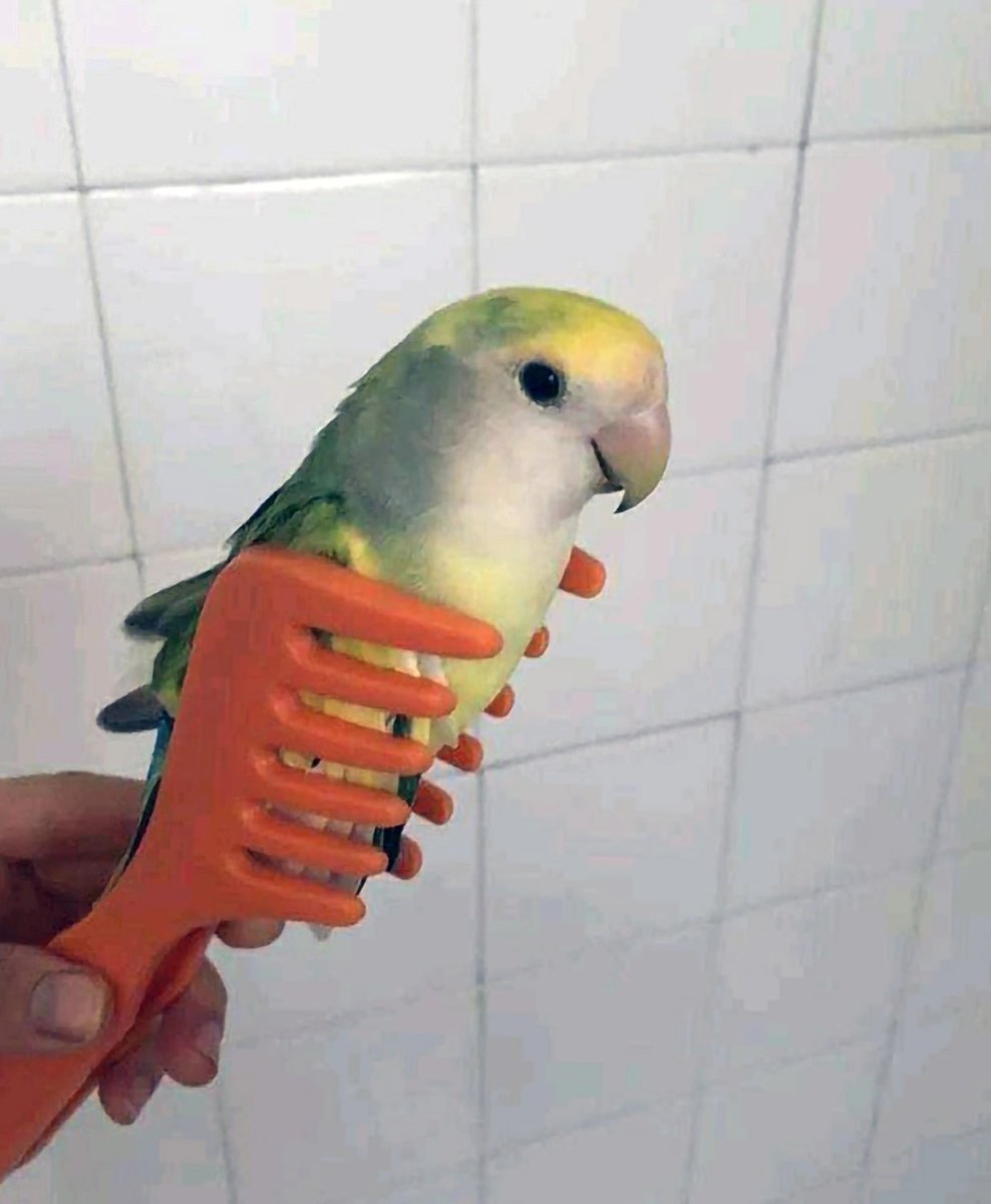 Попугай Мем