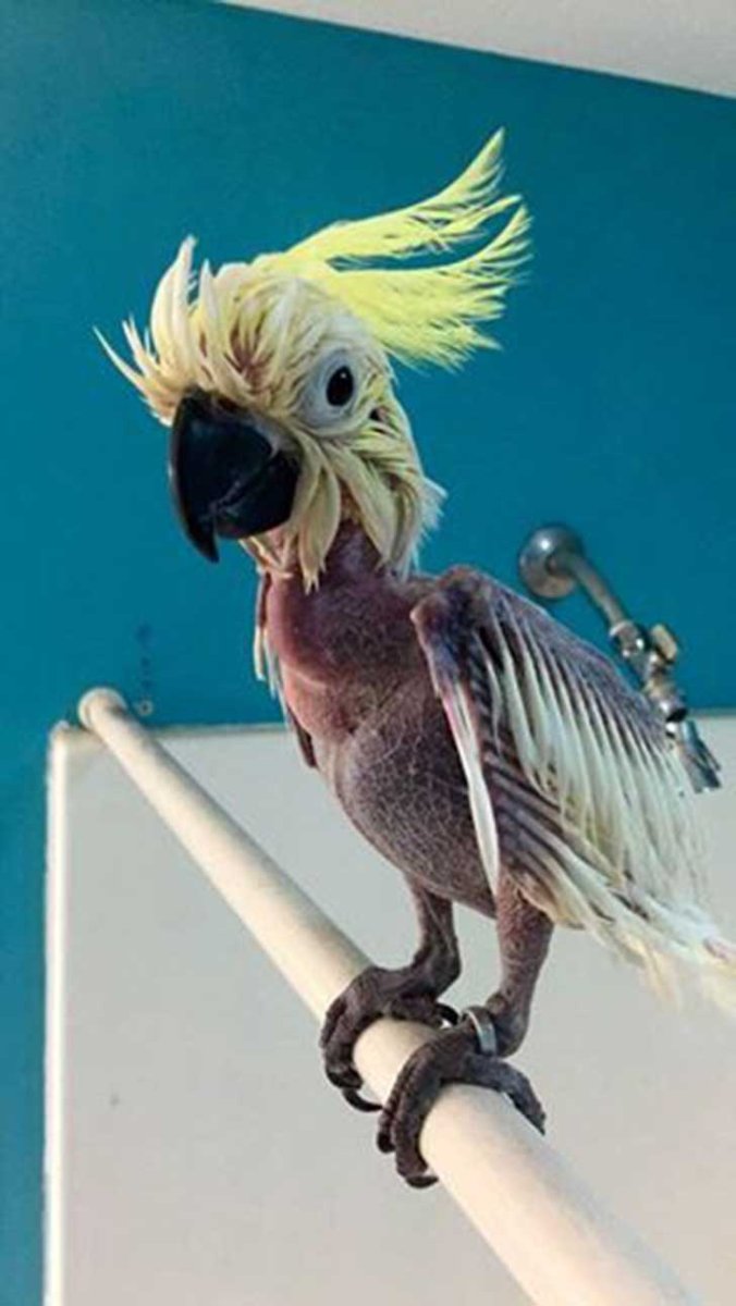 Лысый попугай корелла