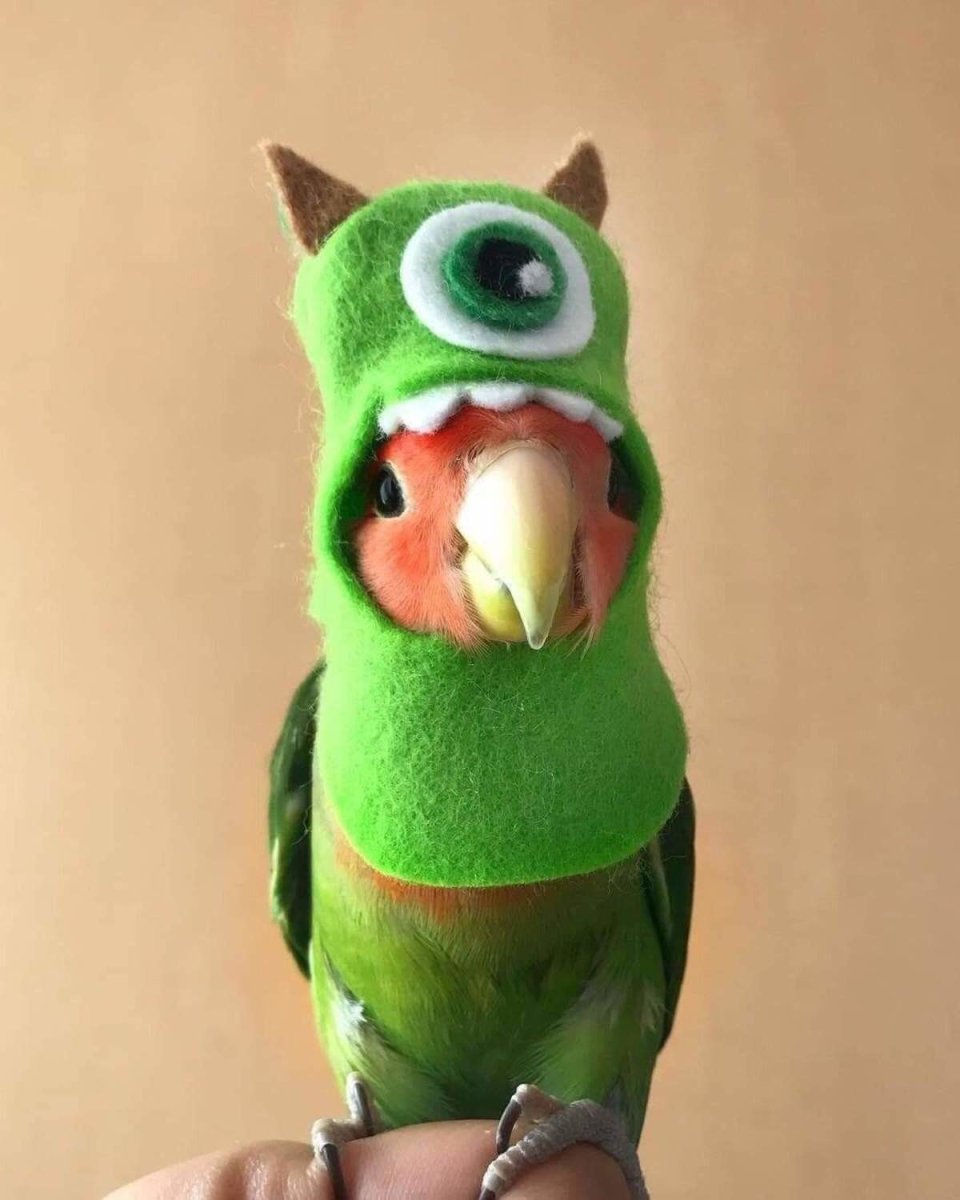 Попугай в шляпе