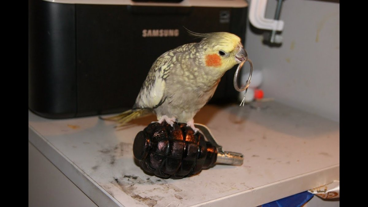 Шутки про попугаев