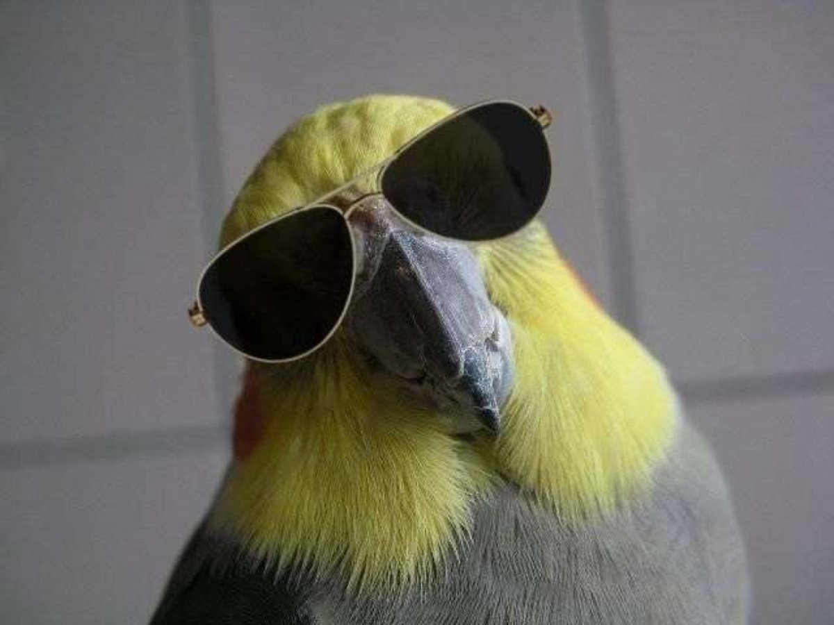 Попугай в солнцезащитных очках