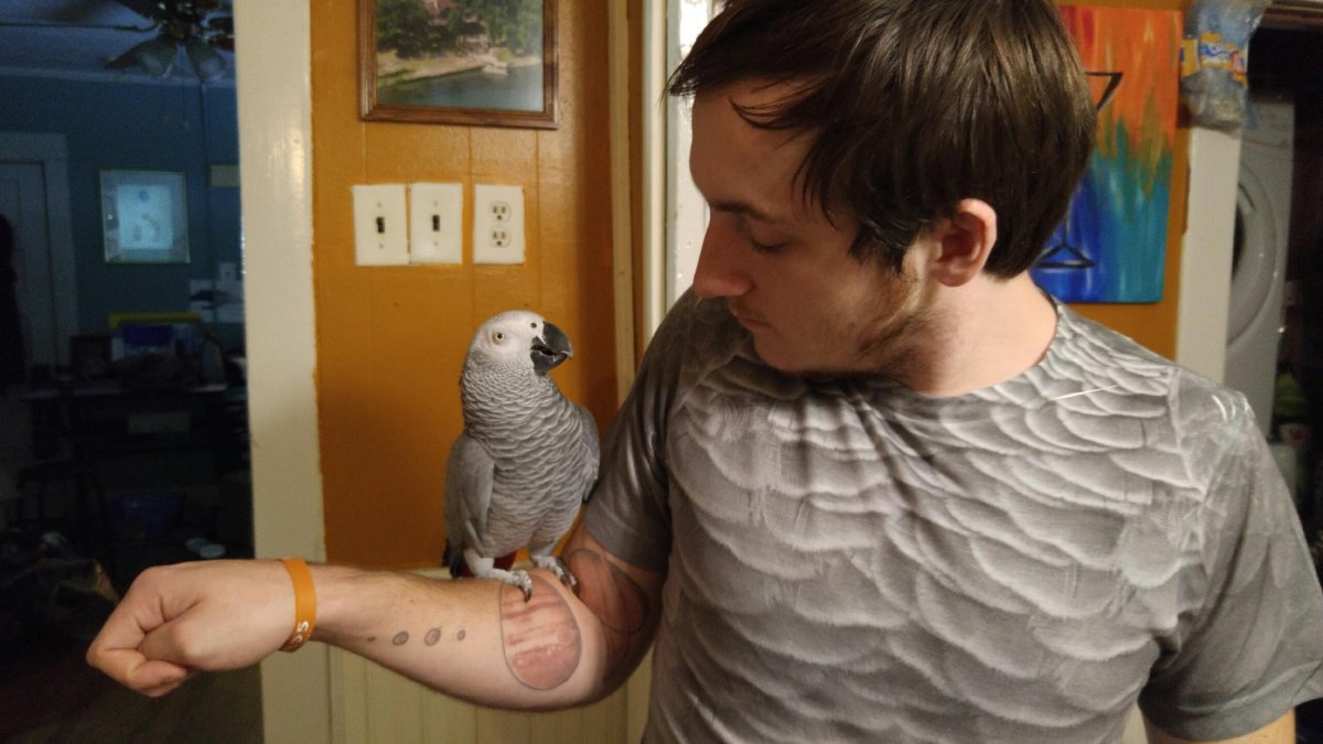 Пятнистый человек попугай