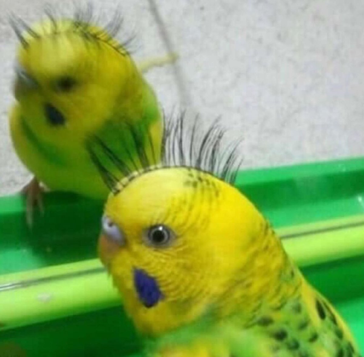 Попугай Мем