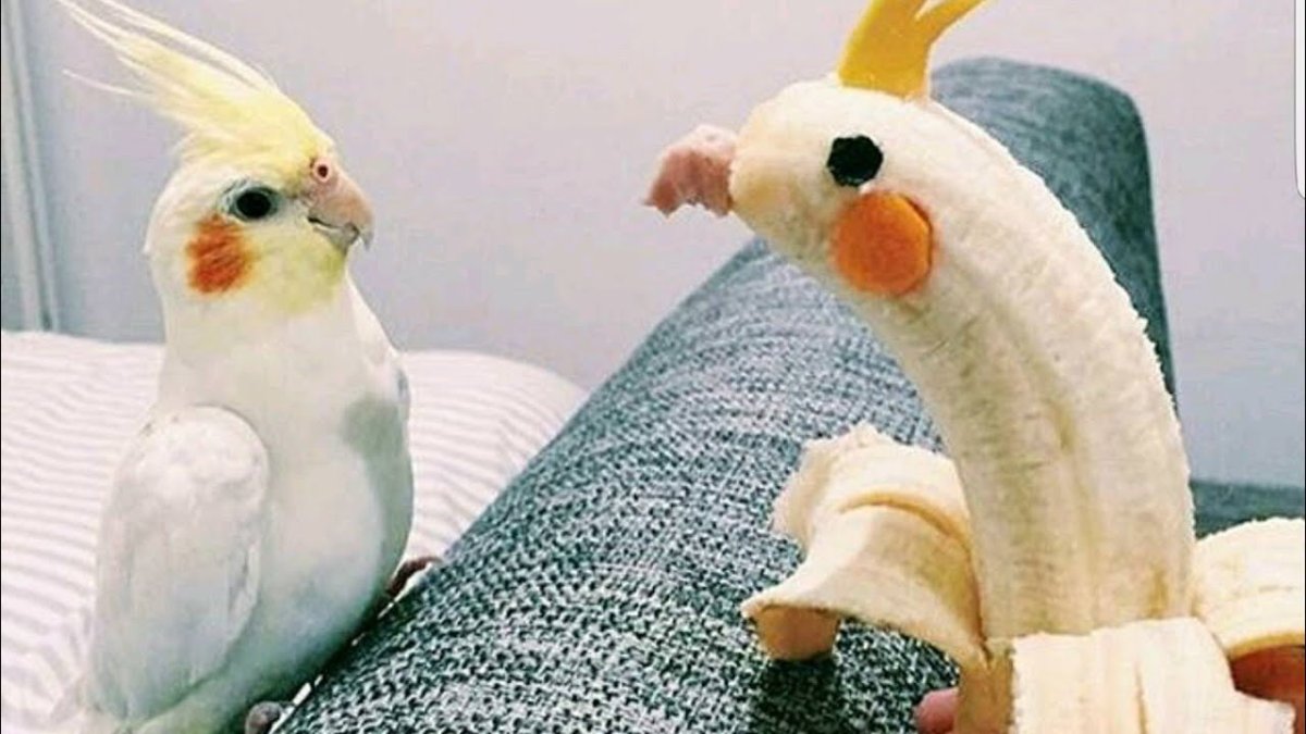 Аниме попугай прикол
