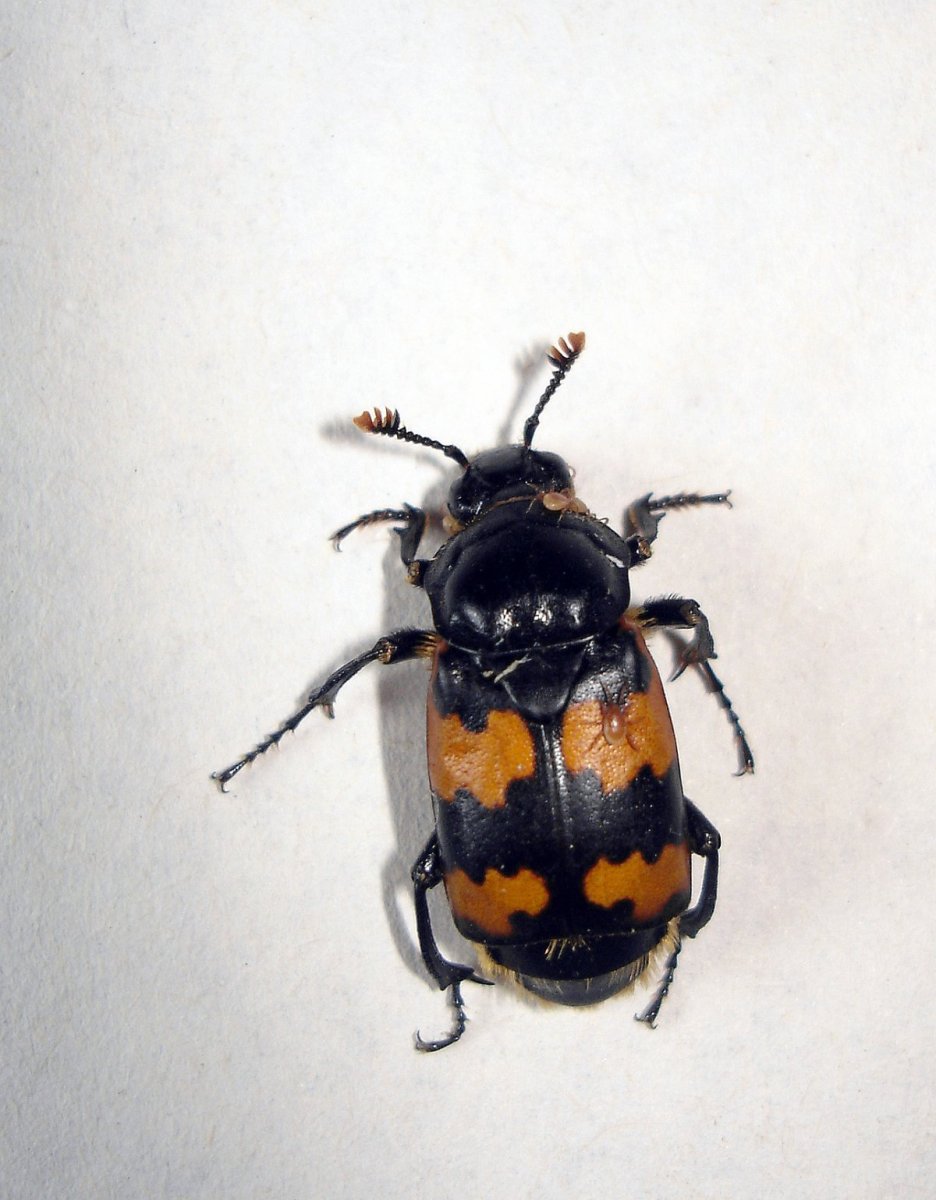 Жук Nicrophorus