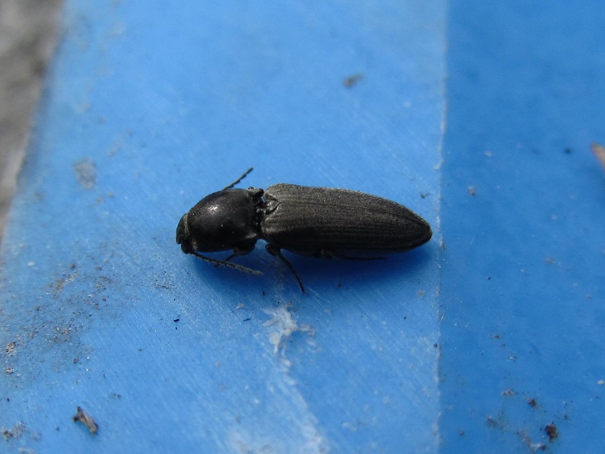 Жук ХРУЩЕВИК черный малый