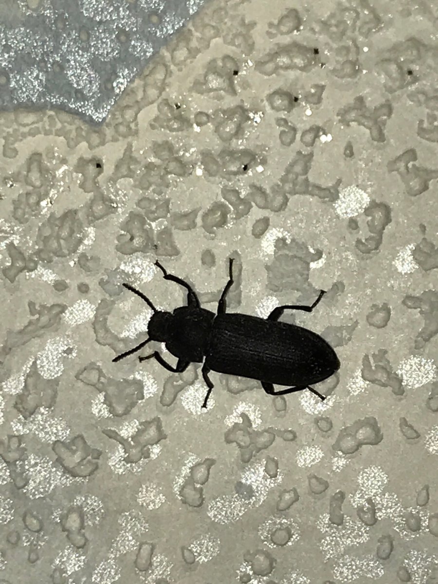 Жуки которые живут в бетоне