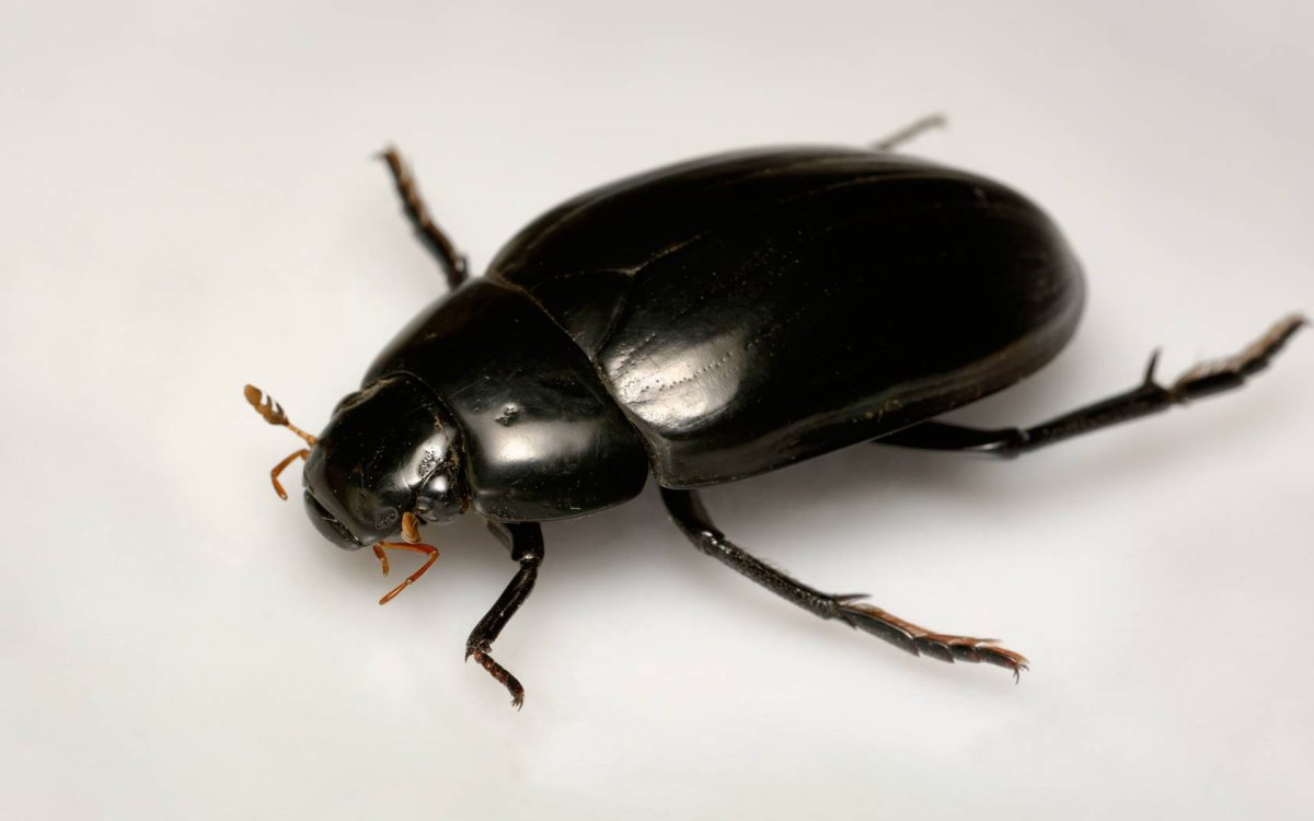 Жук водолюб