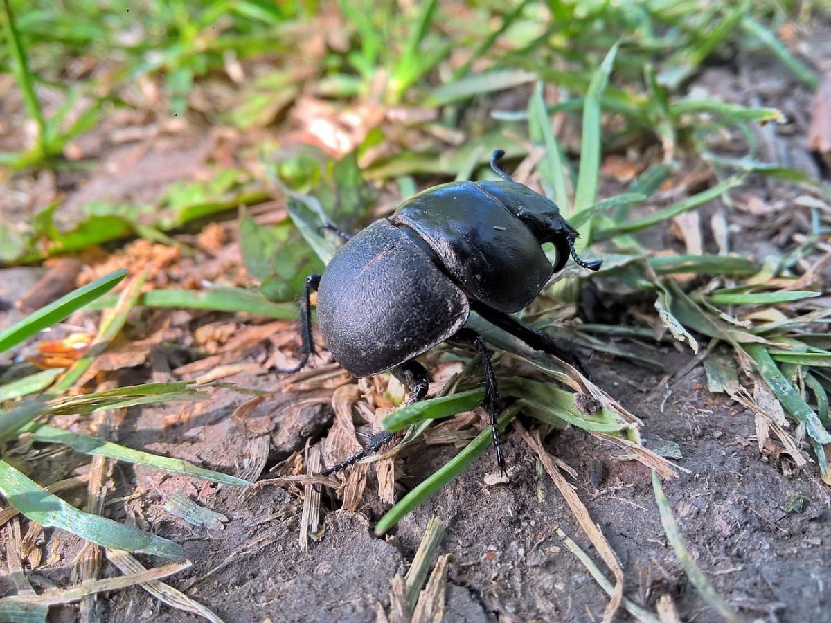 Жук Стригун Кравчик