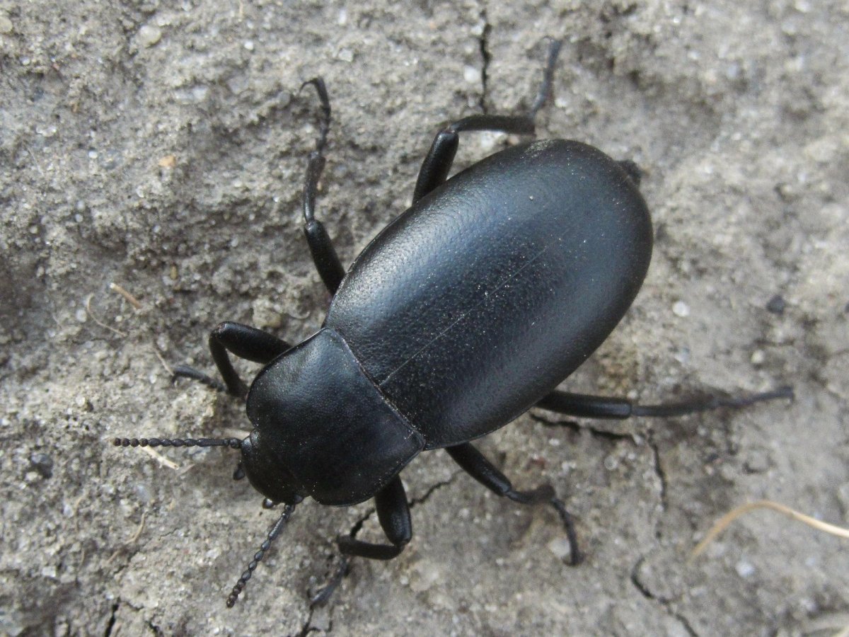 Жук чернотелка