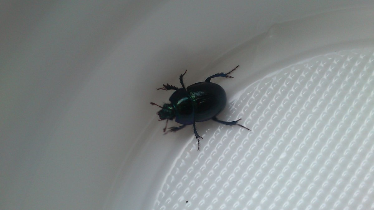 Жук санитар и почвообразователь