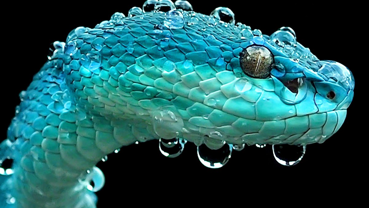 Eupodophis descouensi