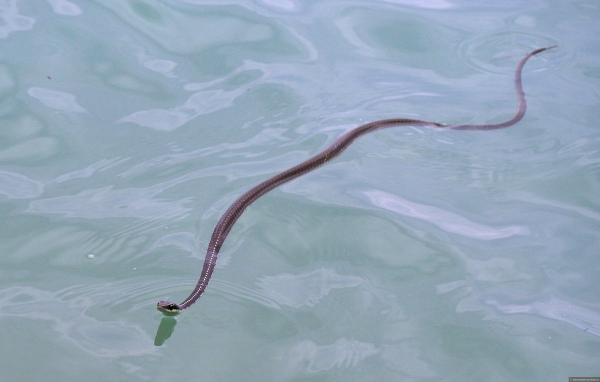 Желтобрюхая пеламида