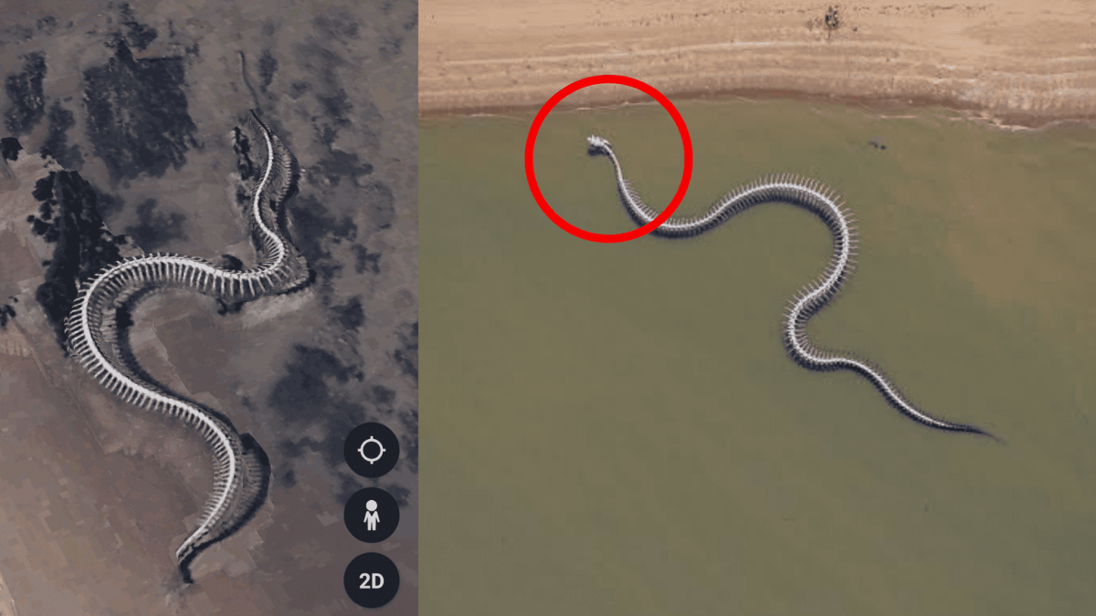 Полосатая морская змея