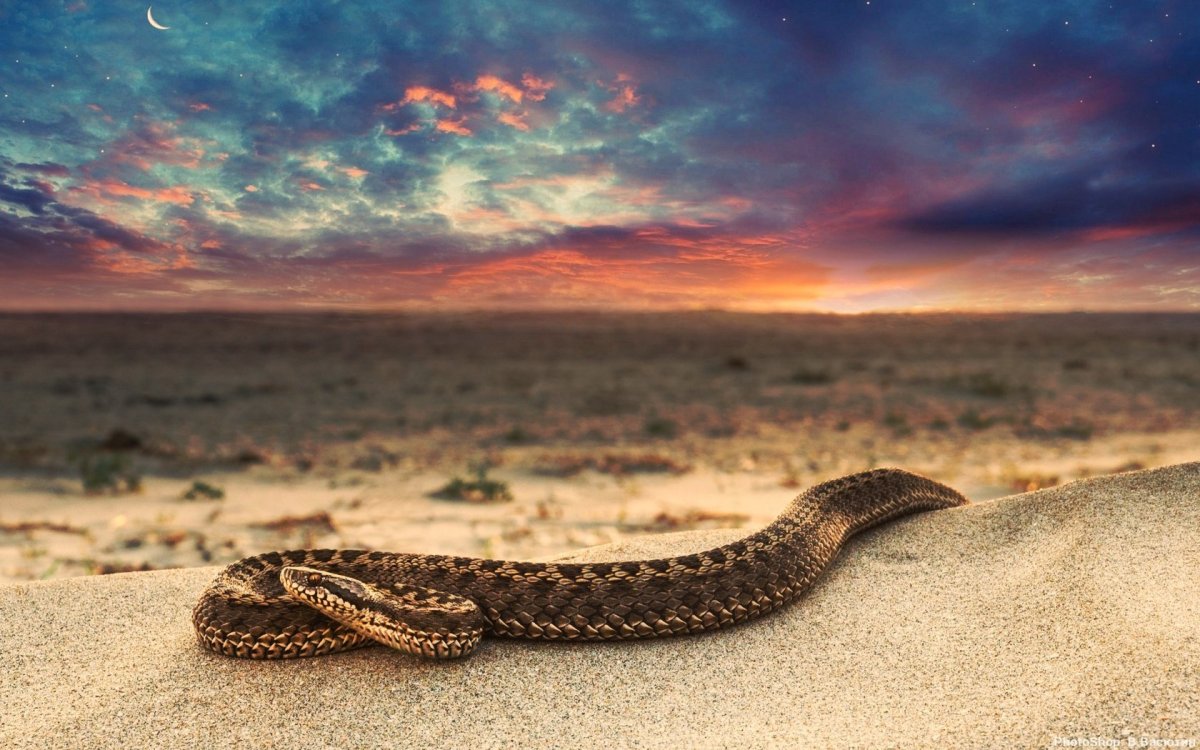Змеи пустыни Намиб