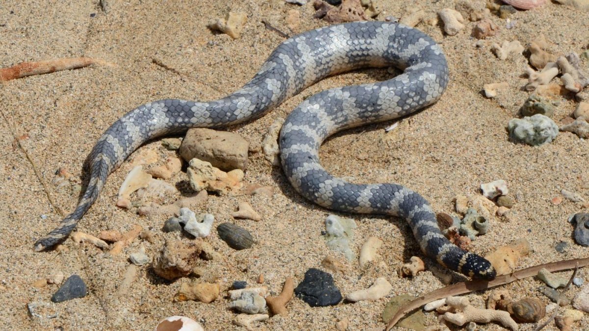 Гигантские морские змеи