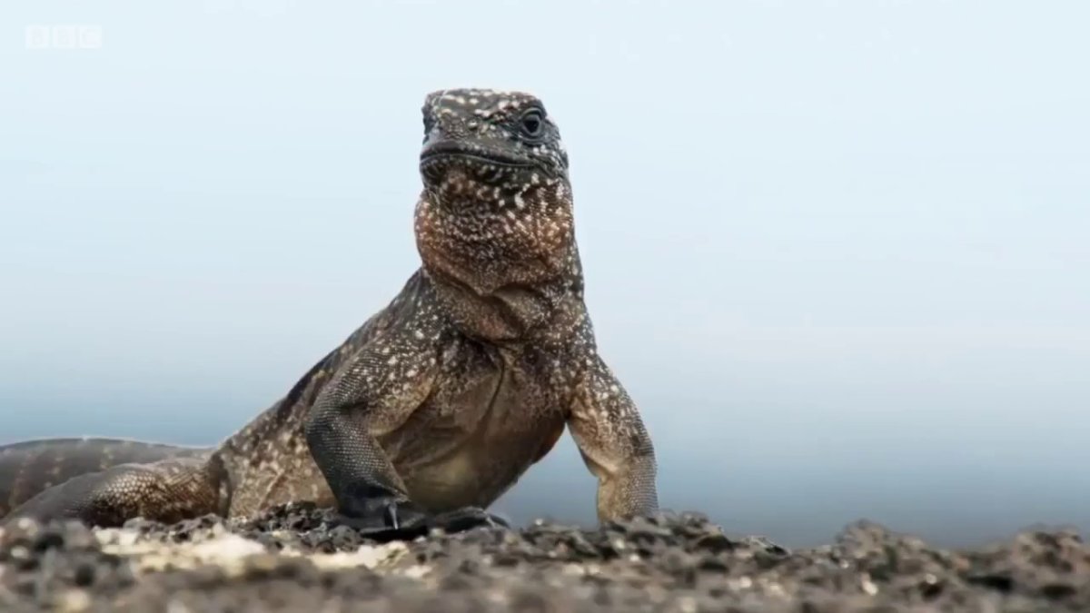 Морская змея Шри Ланки