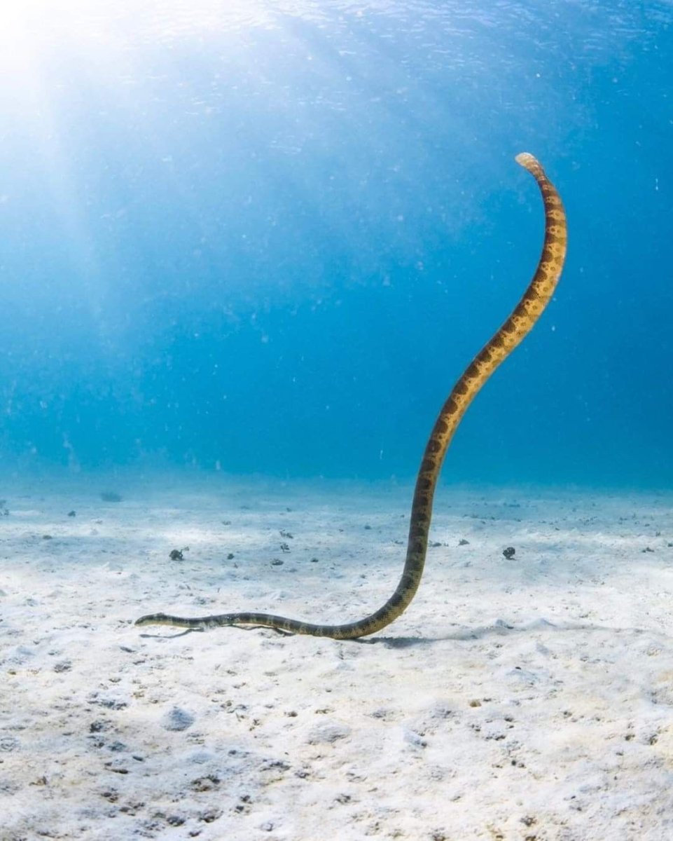 Носатая энгидрина