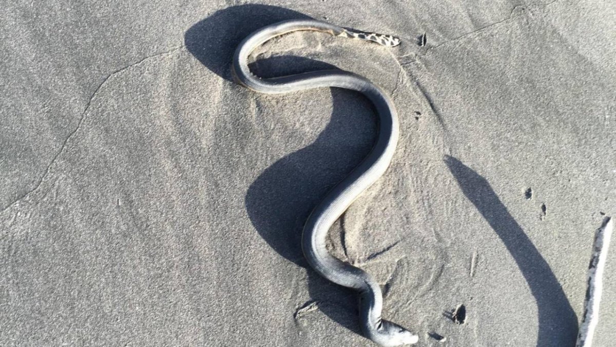 Most poisonous Snakes