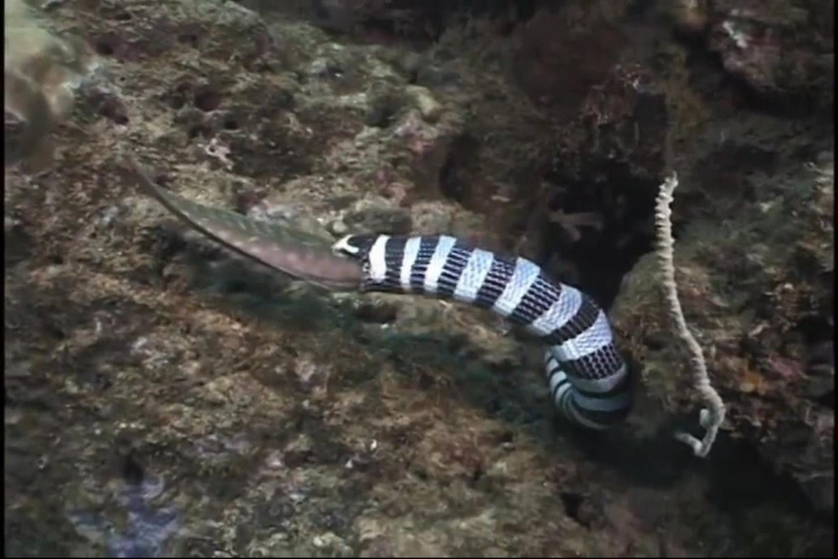 Животные пустыни Песчаная Эфа