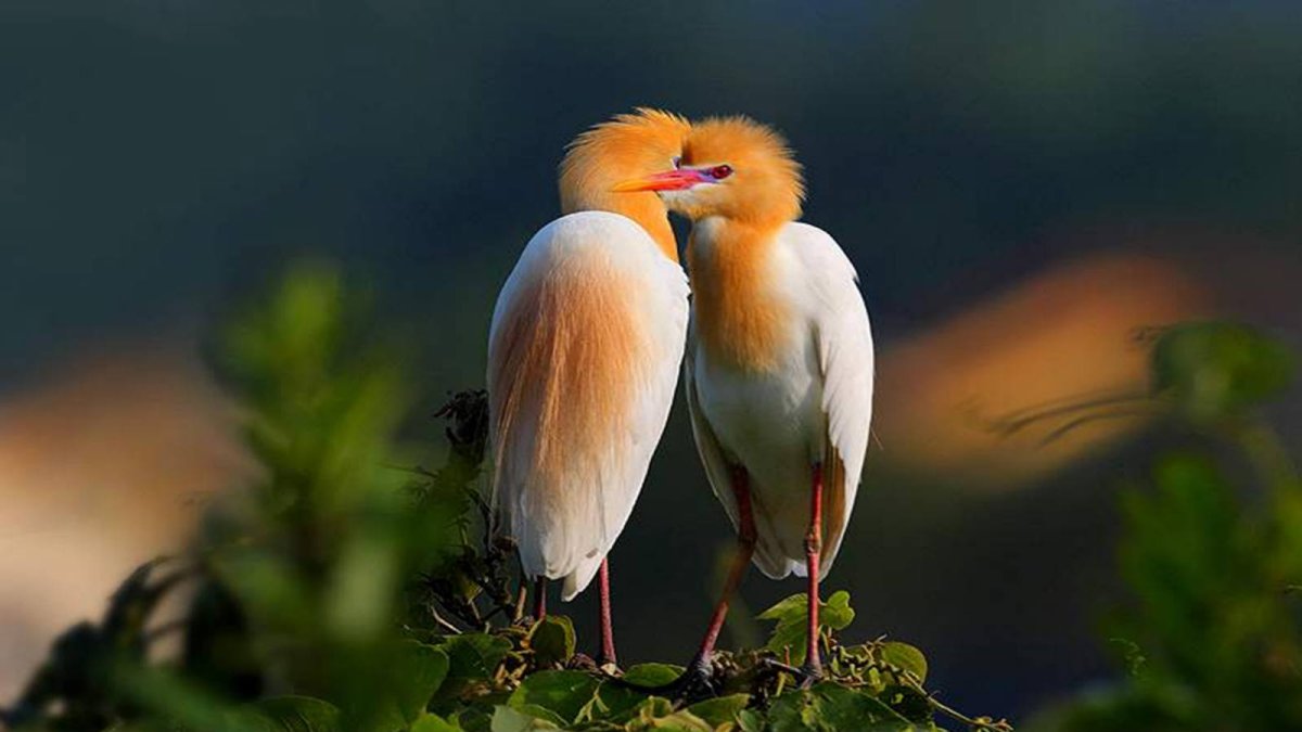 Египетская цапля и животные