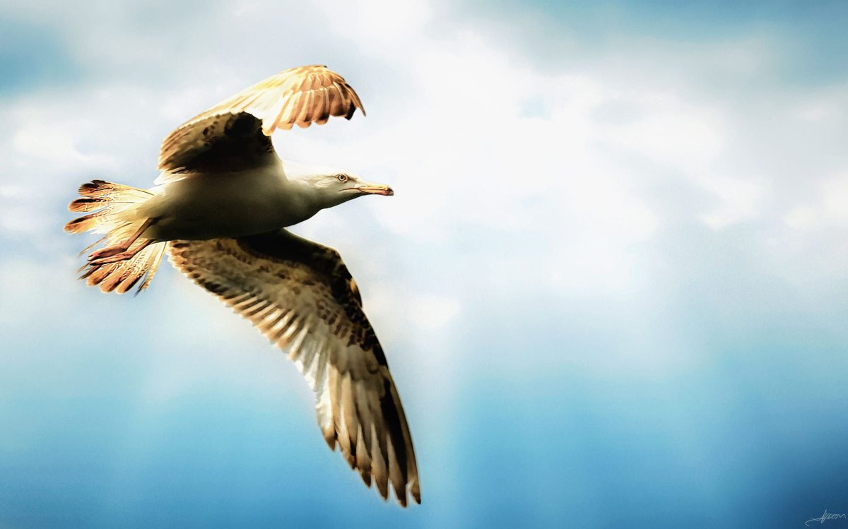 Птицы фото 500px издалека