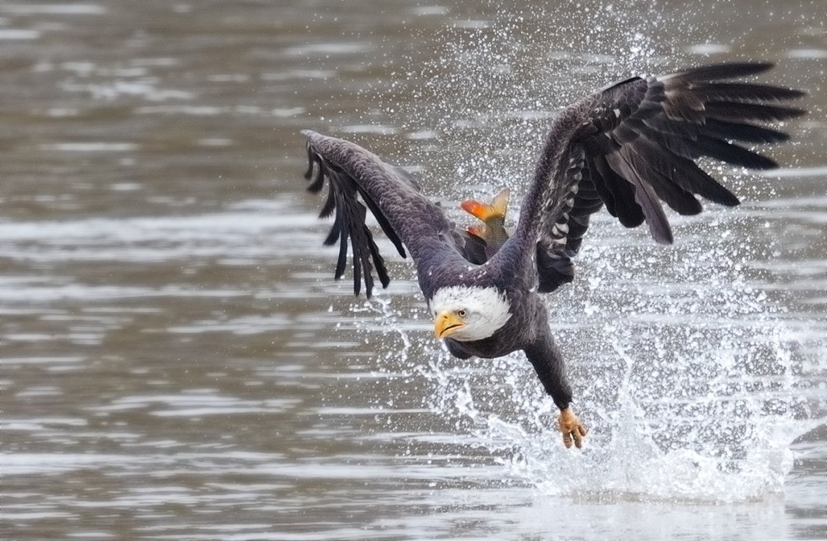 Птичка розовый