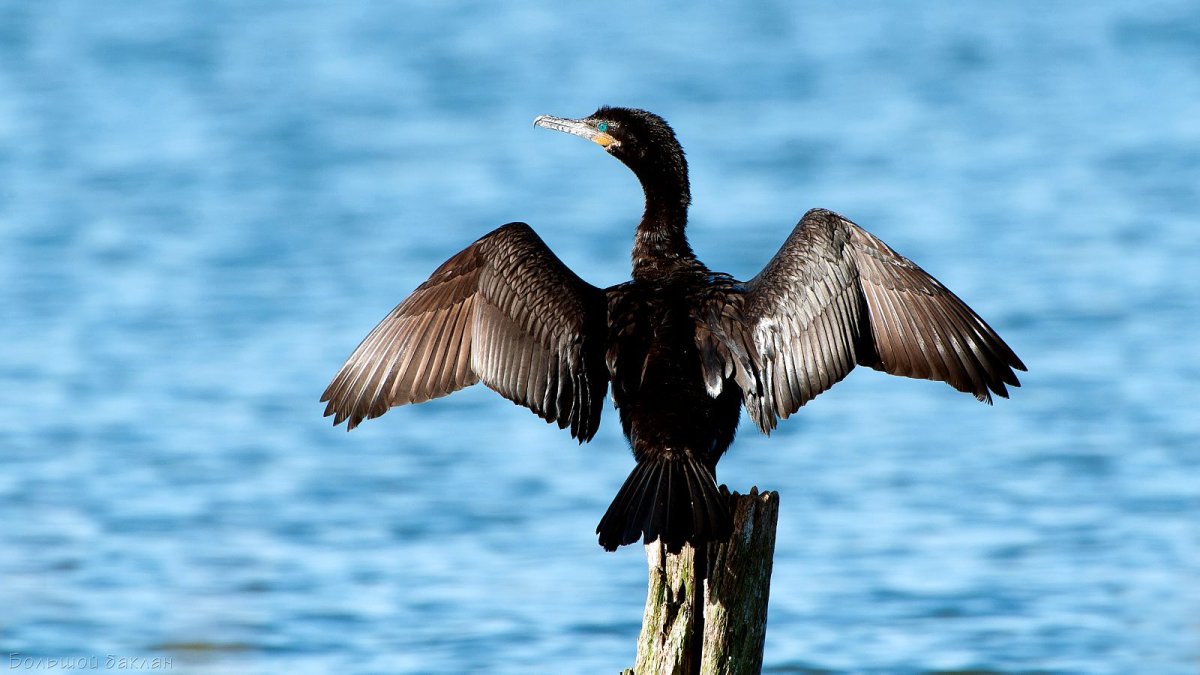 Баклан Великий