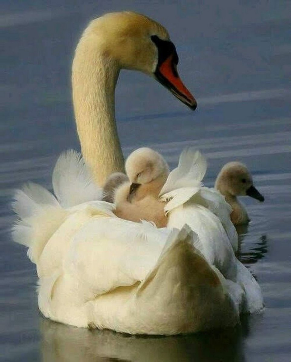 Розовая колпица и Фламинго