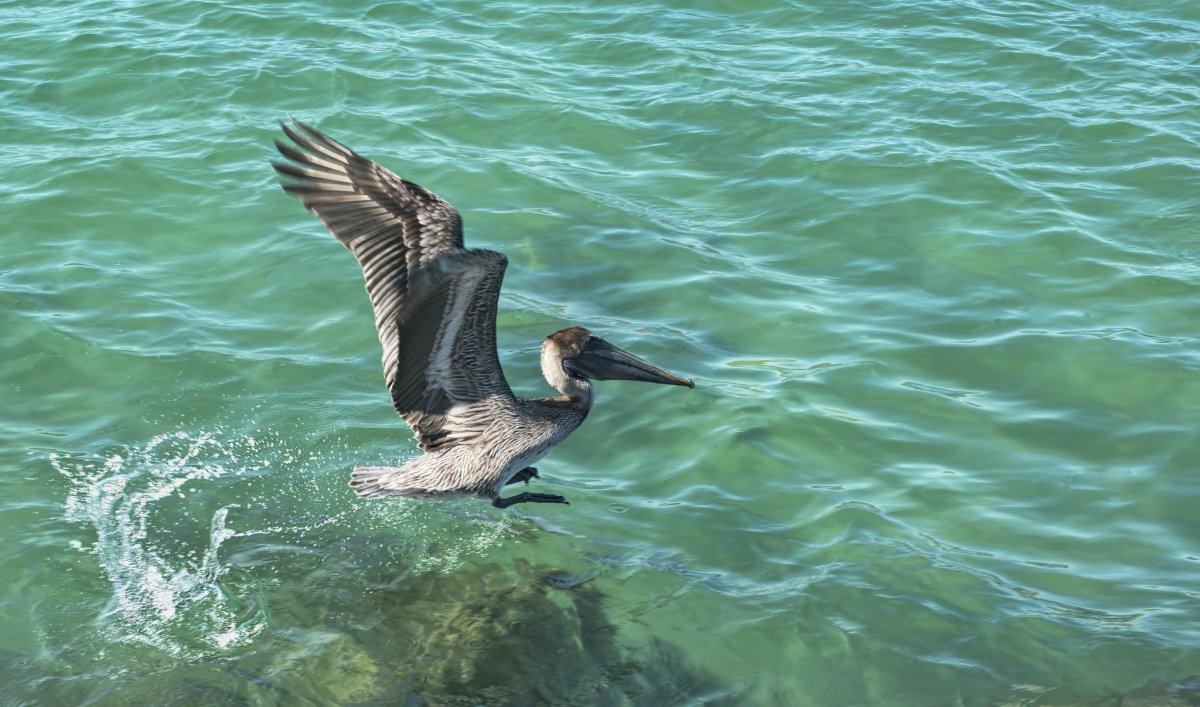 Обои Water 48-Pelican