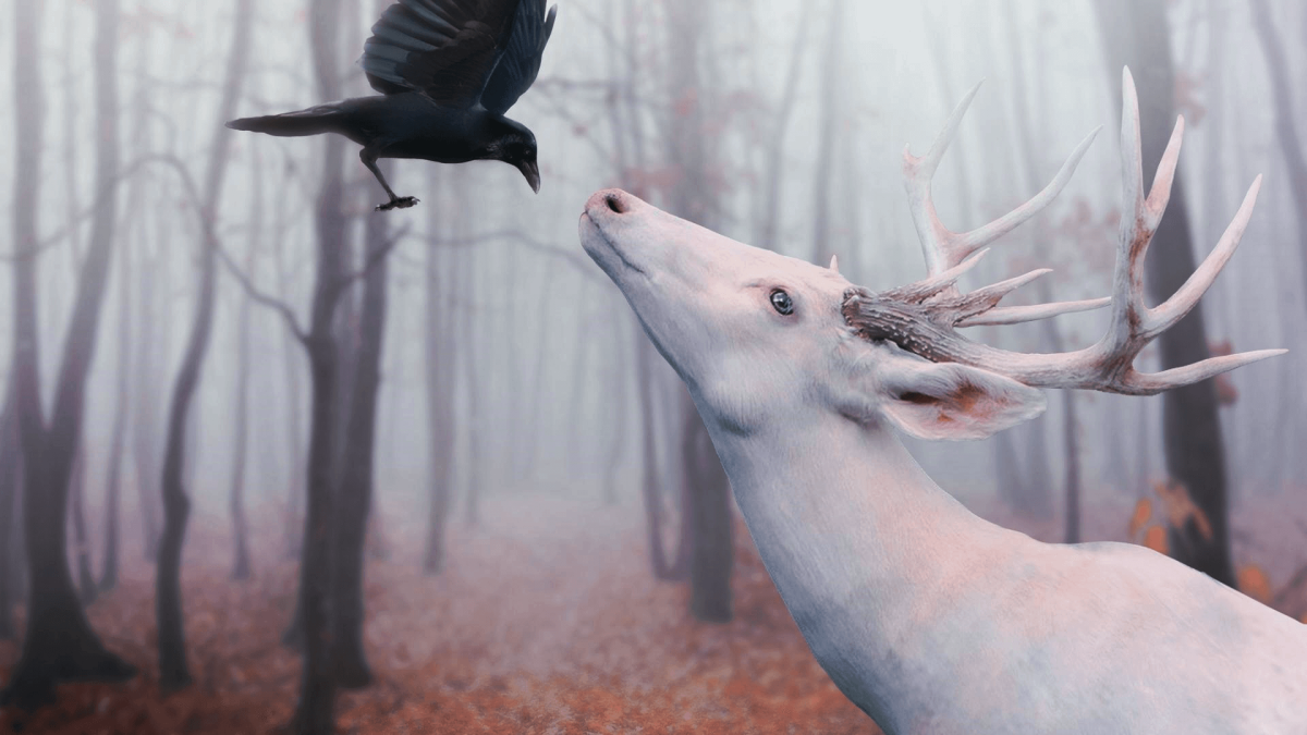 Розовый попугай Эстетика