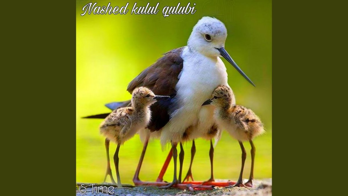 Птенец с мамой