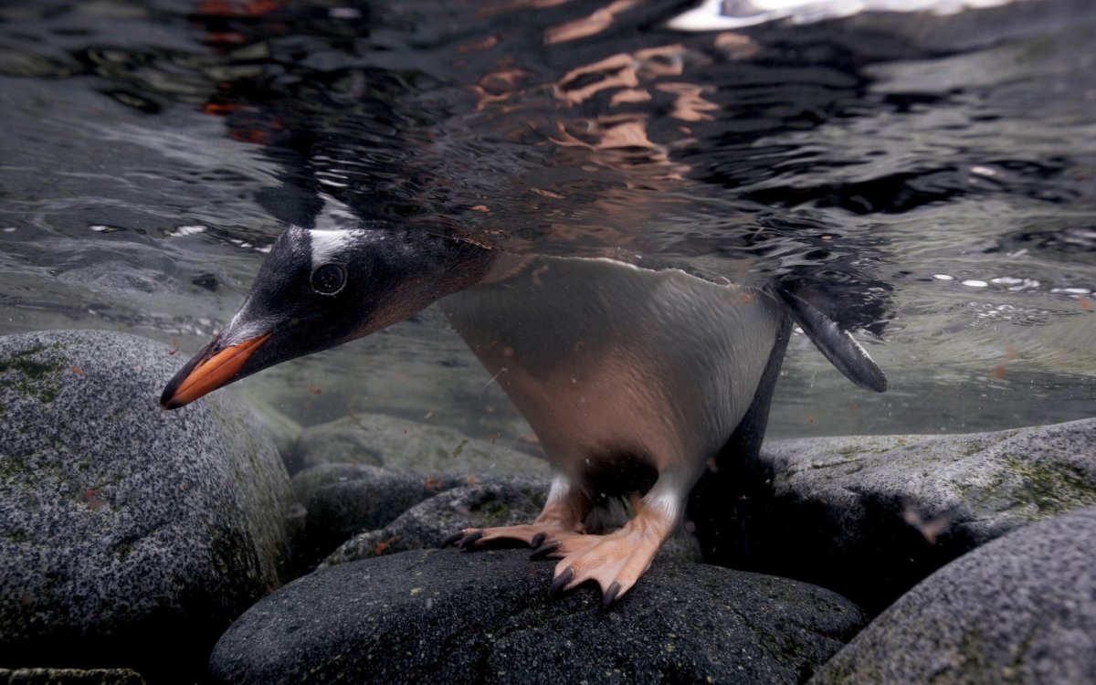 Изящные птицы