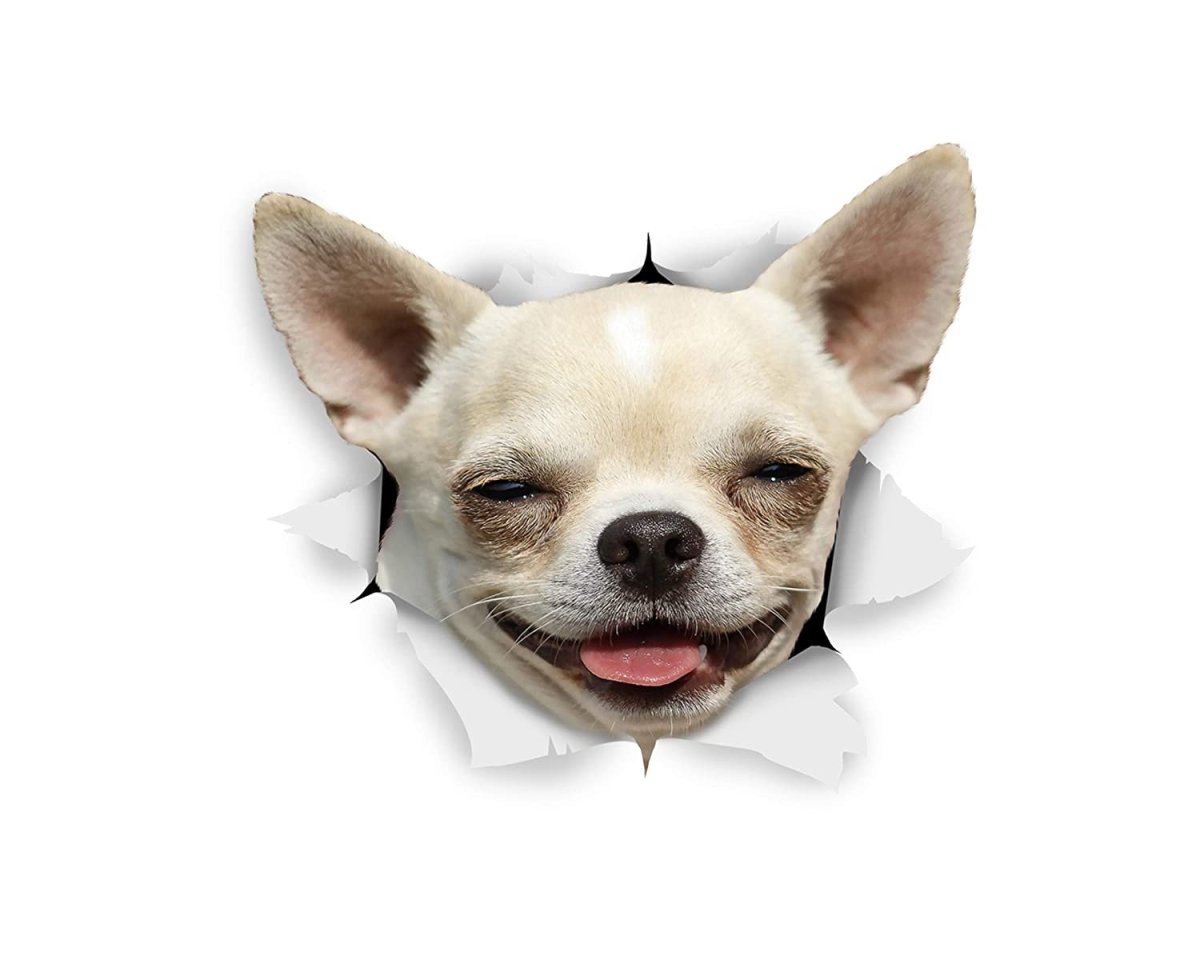 Чихуахуа агрессивная