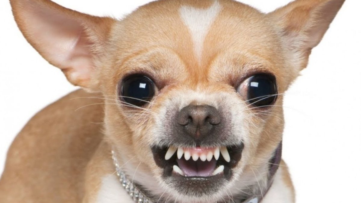 Злая собака чихуахуа